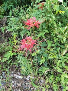 四合院之重回开始的时候(Leslie飘零)