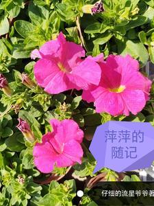 萍萍老师生活日记个人简介